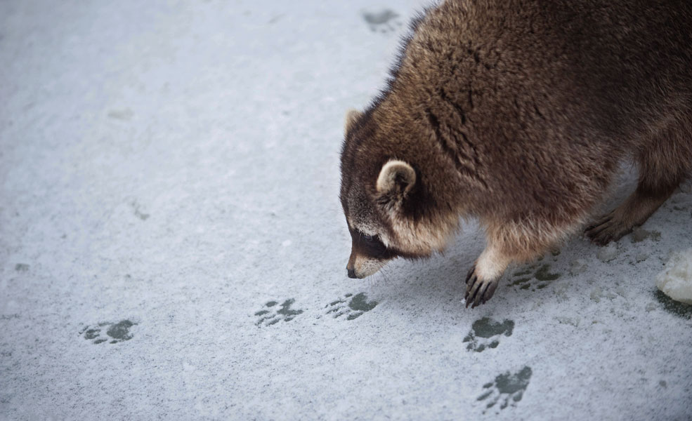8 Fun Activities about Animals and Winter
