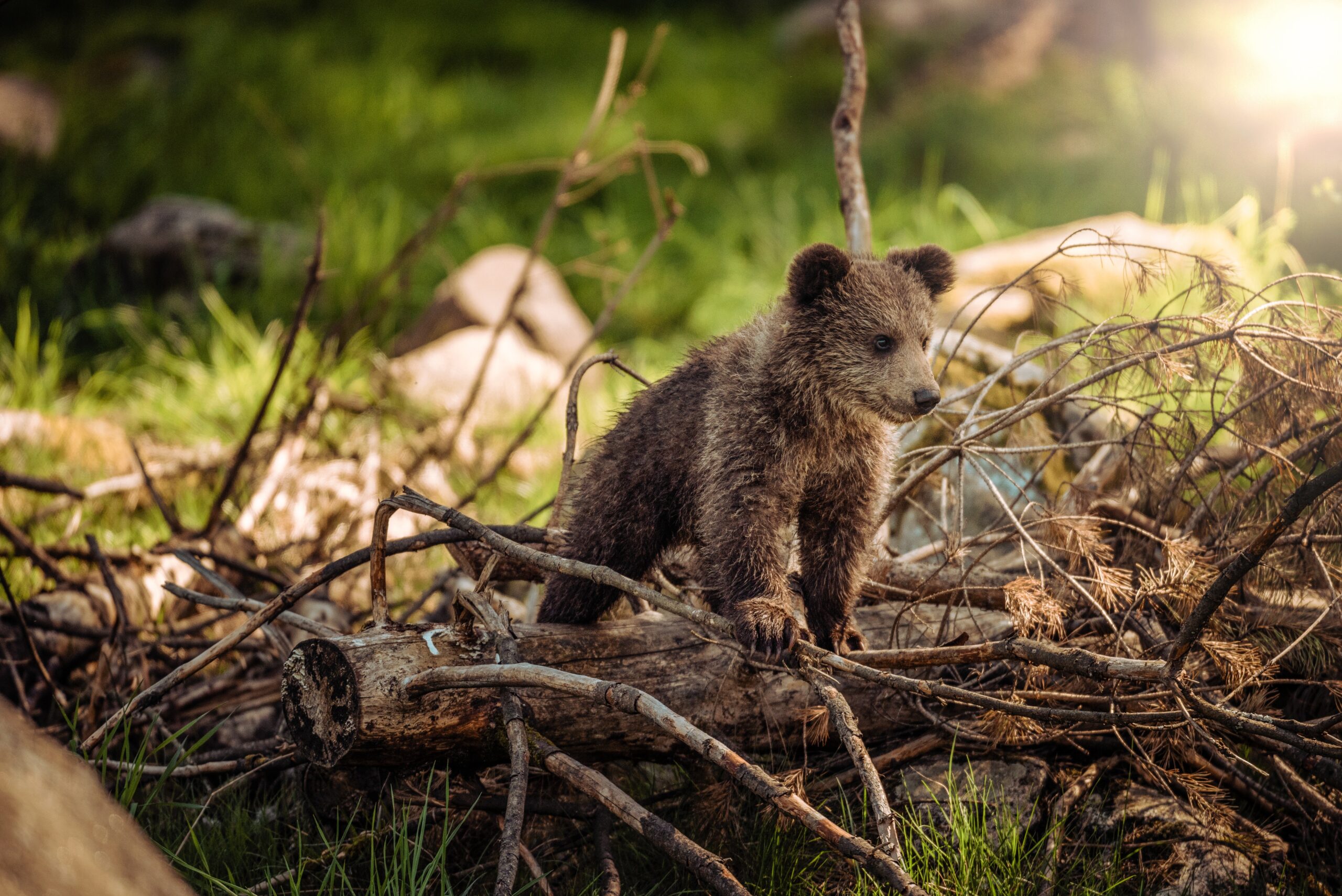 GET TO KNOW THE LOCAL WILD ANIMALS IN BC, CANADA