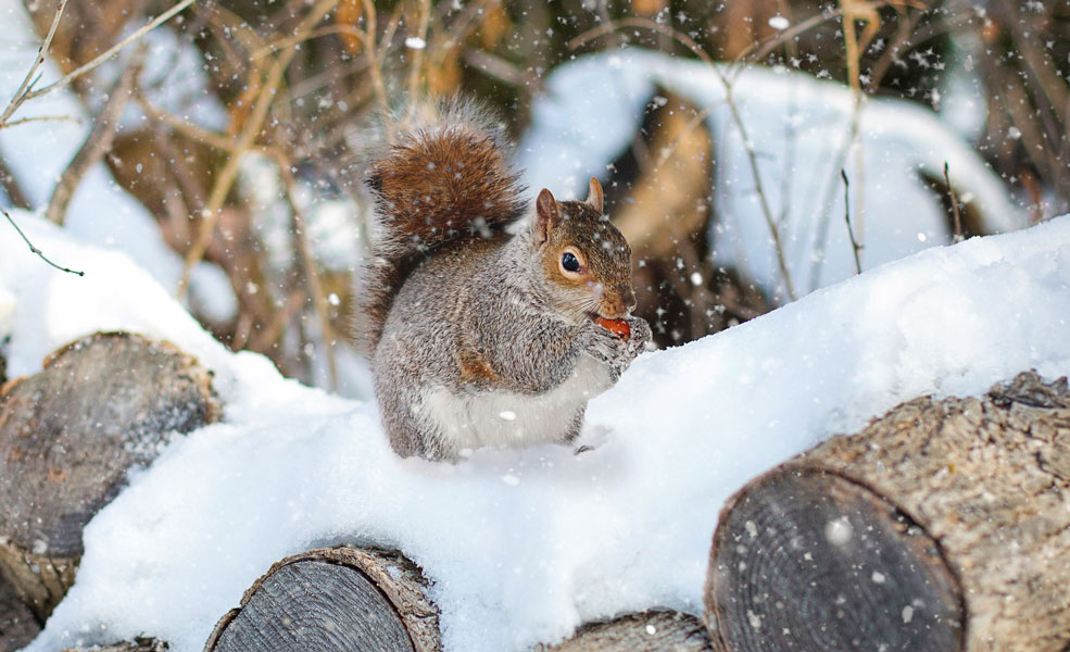 8 Fun Activities about Animals and Winter