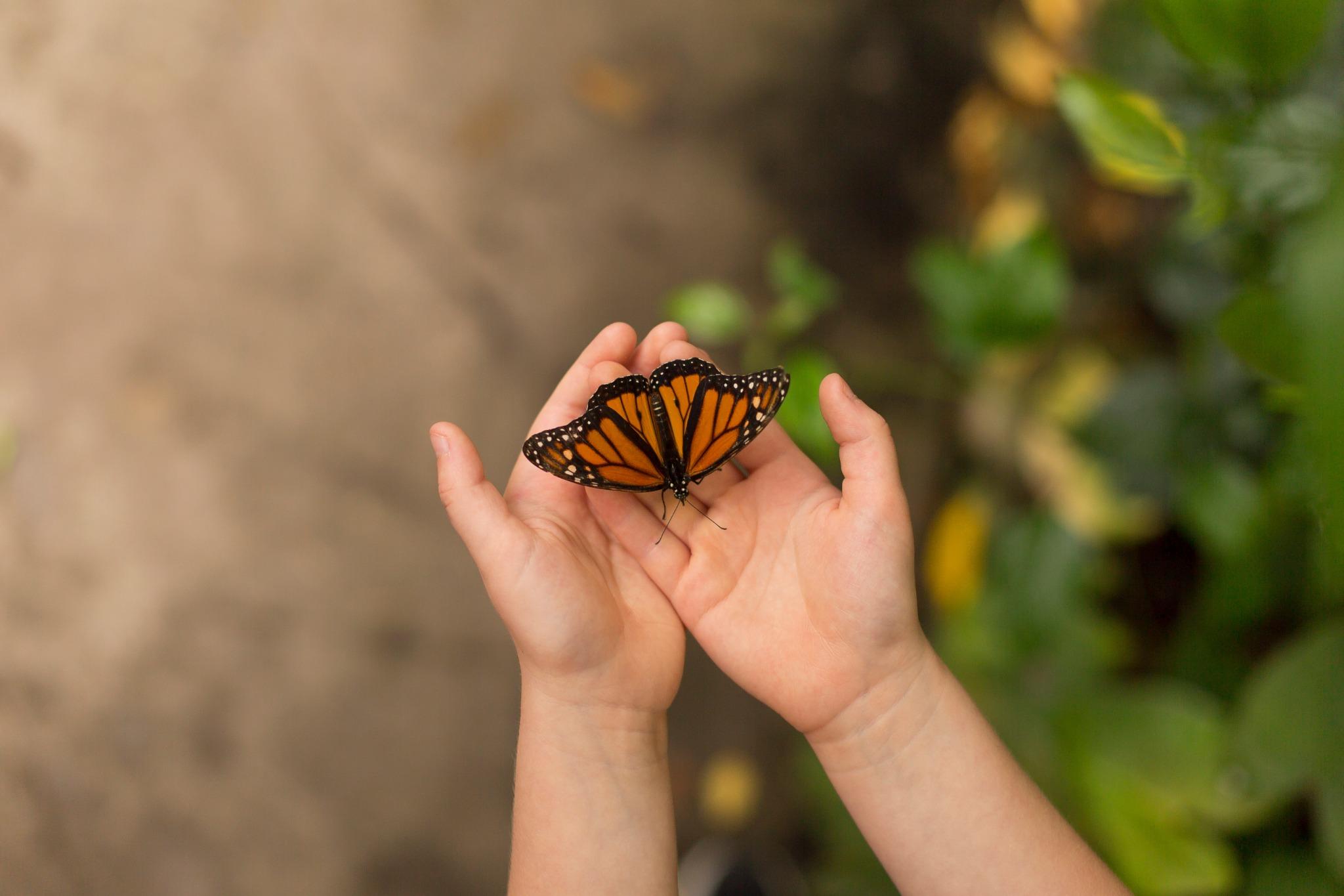 FLUTTERING INTO GROWTH: WHAT BUTTERFLIES TEACH CHILDREN ABOUT LIFE